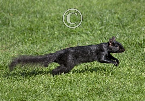 Black  Squirrel 2 DM0344